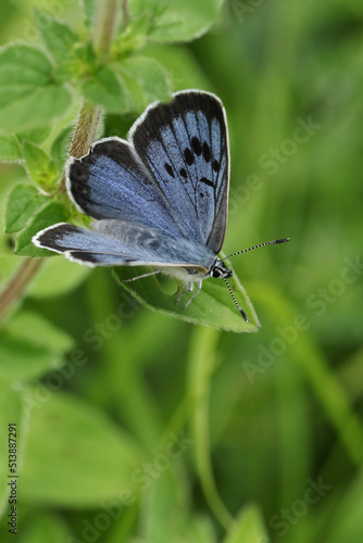A rare Large Blue Butterfly, Phengaris arion, resting on a plant in a meadow. Its wings are just starting to open up.