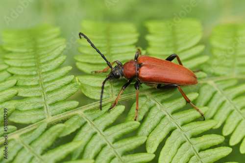 A Red-brown Longhorn Beetle, Stictoleptura rubra, resting on bracken in woodland. © Sandra Standbridge