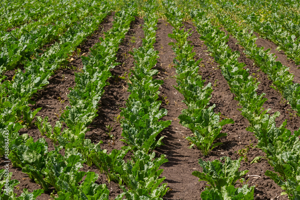Agricultural scenery of of sweet sugar beet field. Sugar beets are young. Sugar beet field Agricultural scenery of of sweet sugar beet field. Sugar beets are young. Sugar beet field