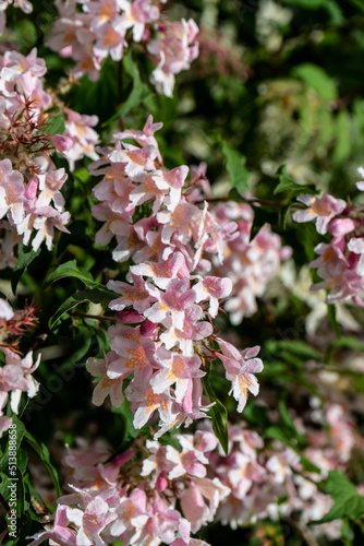 The flowering bush of coquitlam is charming . pale pink flowers. A close-up of a Kolkwitzia bush Kolkwitzia amabilis with a blurred background in portrait format. Selective focus. 