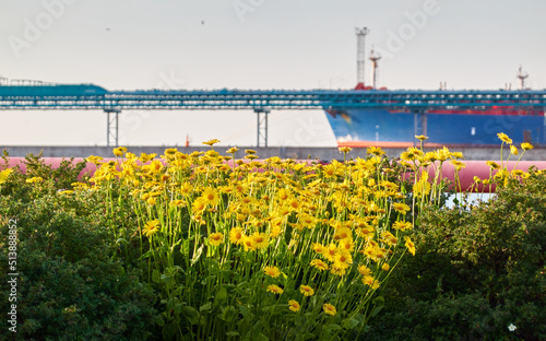 Golden yellow chamomile flowers. Green lawn in a city park. Cargo port terminal in the background. Concept summer urban scene. Environment, ecology, pollution, landscaping design themes photo