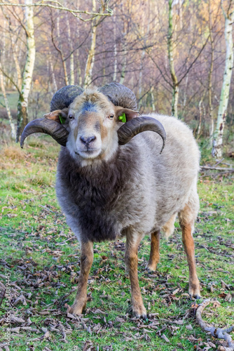 Sheep with curled horns on the moors of Borger, Netherlands