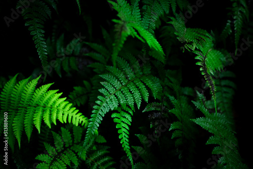 Fototapeta Naklejka Na Ścianę i Meble -  Group dark background of thriving fern with deep rich greens. concept of nature