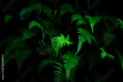Fototapeta Naklejka Na Ścianę i Meble -  Group dark background of thriving fern with deep rich greens. concept of nature