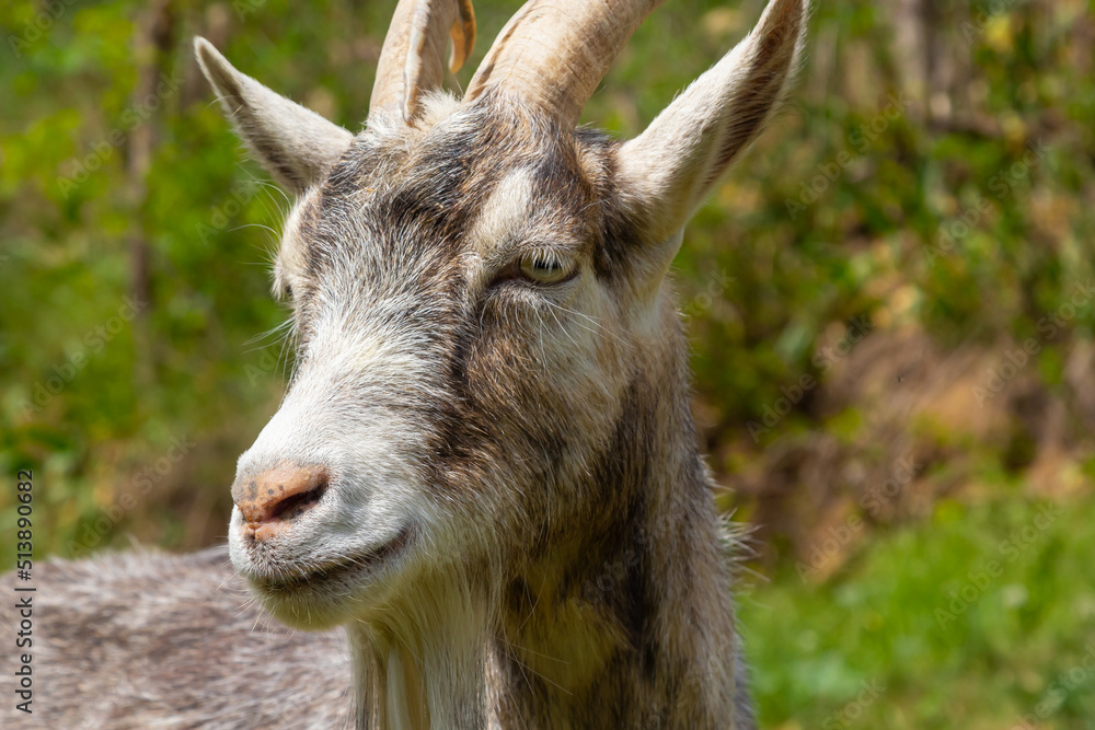 A cute feeding goat in gray and orange color grazing in the meadow A cute feeding goat in gray and orange color grazing in the meadow