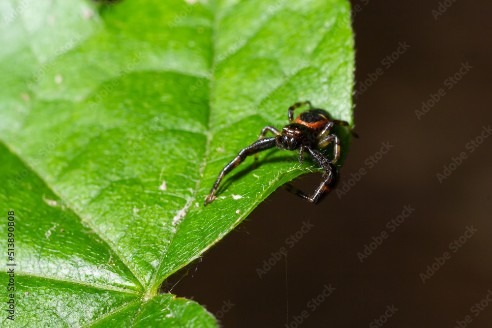 Macro photo of a crab spider hanging onto a plant, Xysticus Croceus Macro photo of a crab spider hanging onto a plant, Xysticus Croceus