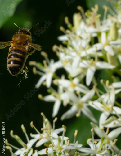 Honey bee with a basket for pollen sits on white flowers Cornus alba, red-barked, white or Siberian dogwood © Oleh Marchak