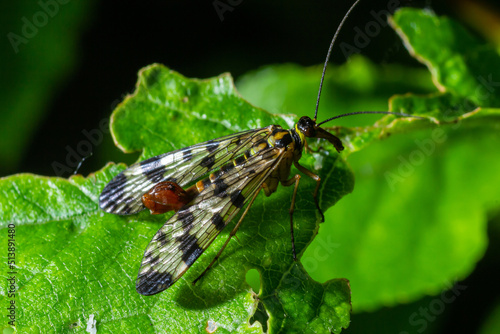 Panorpa communis is the common scorpionfly a species of scorpionfly. Its are useful insects that eat plant pests photo