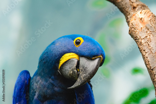 blue and gold parrot © TheZerdas
