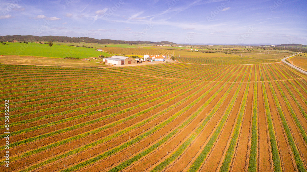 campo de vides para vino, Reguengos de Monsaraz , Distrito de Évora, Alentejo, Portugal