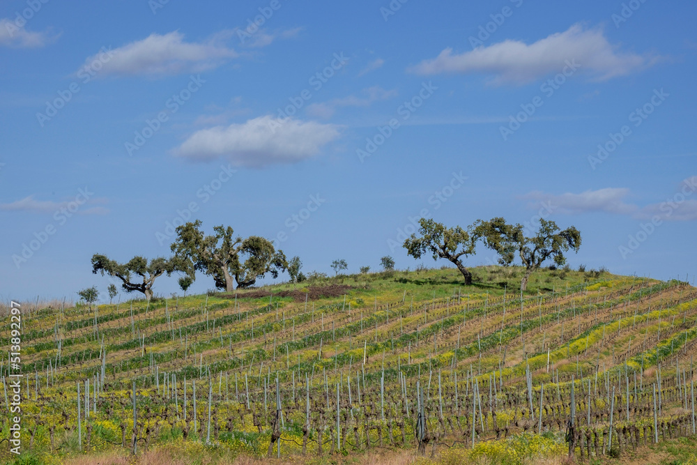 campo de vides para vino, Reguengos de Monsaraz , Distrito de Évora, Alentejo, Portugal