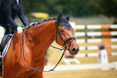 Dressage horse is praised by the rider after the test, head portraits of the horse with the rider in the section..