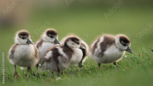 Cute gaggle of goslings grazing together in a group; low shallow depth shot photo