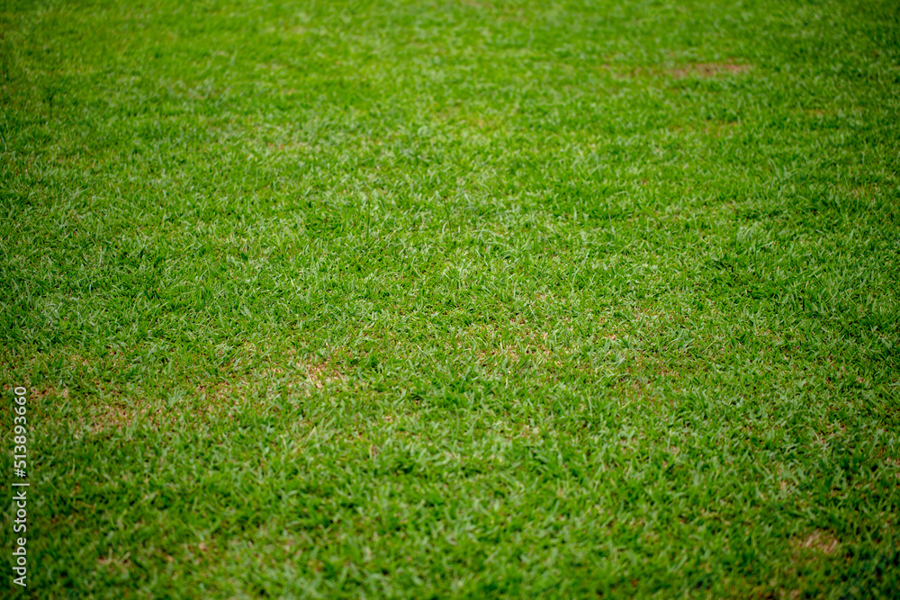Grass in the ground for background Grass in the ground for background