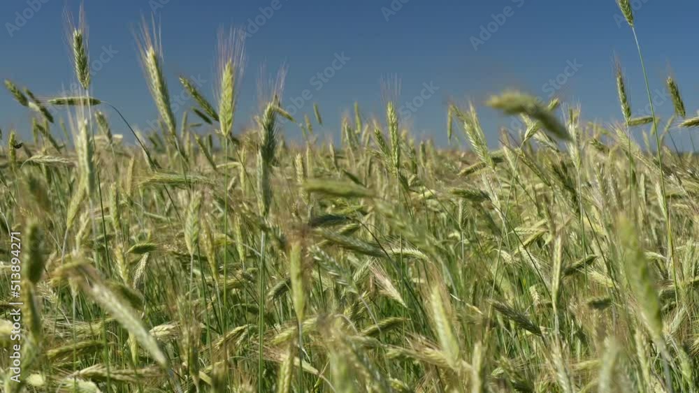 Green spikelets of wheat scatter with a blurred background Green spikelets of wheat scatter with a blurred background