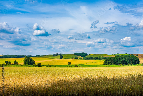 Summer field in Poland