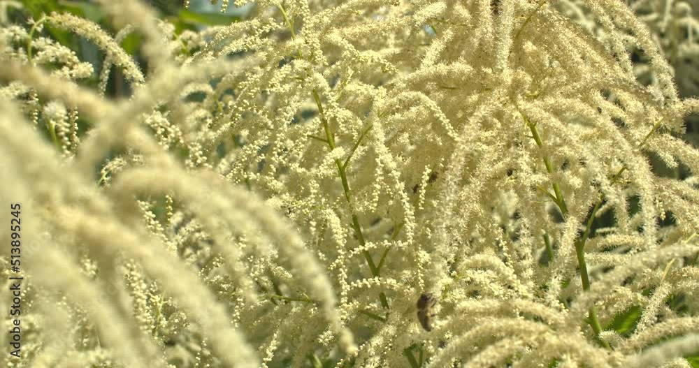 Bienen an der Bienenweide ein Geißbart Bienen an der Bienenweide ein Geißbart