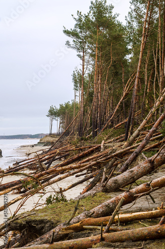 The devastation after the storm. Collapsed sea shores. Fallen damaged forest. Consequences of the sea storm.