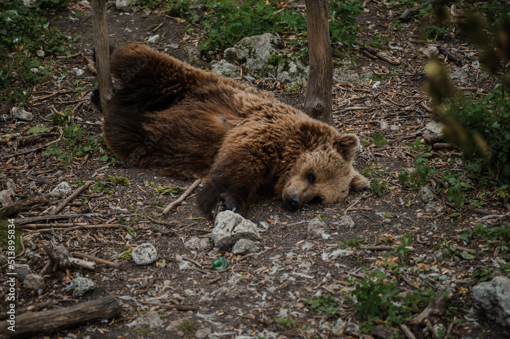 Brown bear lies on the ground in the forest