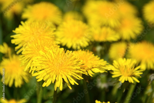 Yellow dandelion spring flowers in sunny garden meadow. Wild floral glass macro background. Blossoming spring loan peaceful wallpaper.