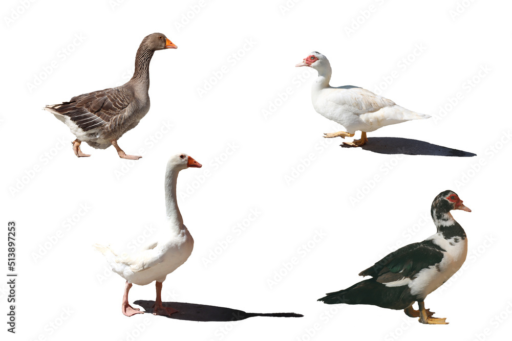 Fototapeta premium various breeds of farm geese-