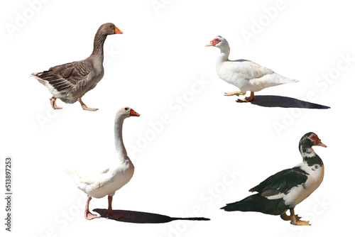 various breeds of farm geese-