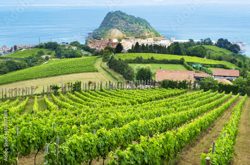 Vineyards by the sea in Getaria, Basque Country coast photo