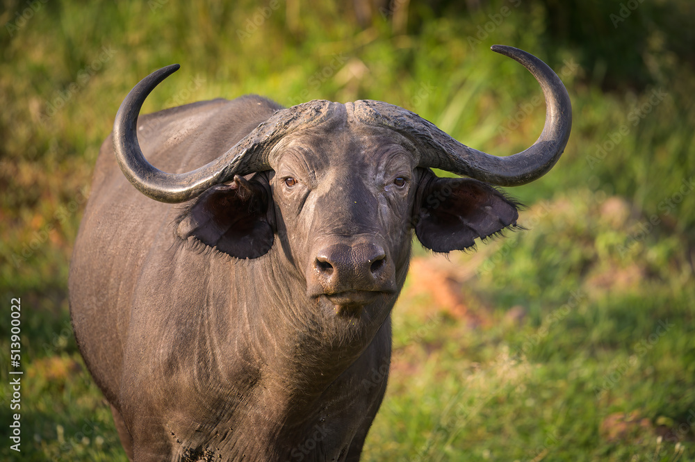 An African buffalo standing in savanna in Uganda An African buffalo standing in savanna in Uganda