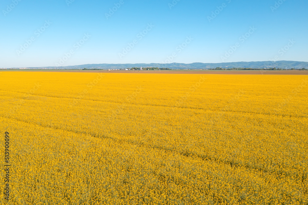Aerial view of blooming rapeseed field Aerial view of blooming rapeseed field