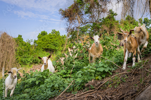 Fotografía Goats near Itanda Falls of the Victoria Nile