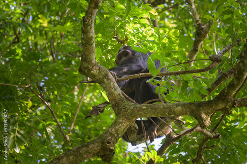 A chimpanzee sitting on a tree in a forest