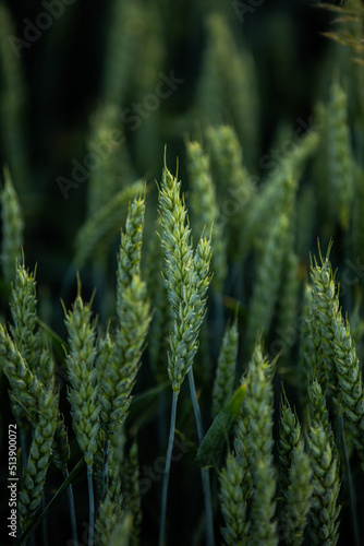 green wheat fields, pola młodej zielonej pszenicy 