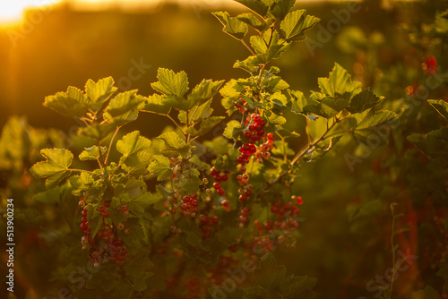 red currant, czerowna porzeczka zachód słońca, owoce lata 