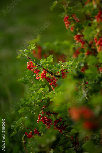 porzeczka czerwona, plantacja porzeczki, owoce lata czerwona porzeczka  © Izabela