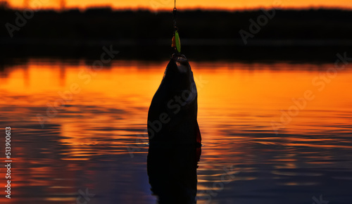 Fishing at sunset. Catching predatory fish on spinning. Sunset colors on the water surface, sunny path from the low sun. Perch caught on yellow spoonbait photo