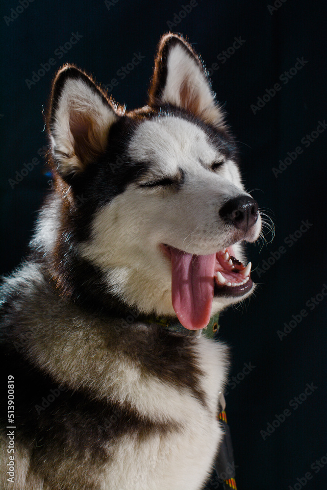 Fototapeta premium Black and White Husky studio portrait