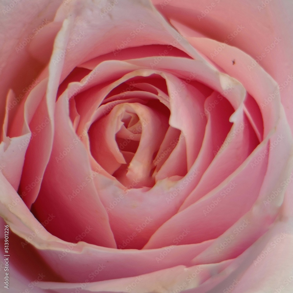 beautiful rose beautiful rose