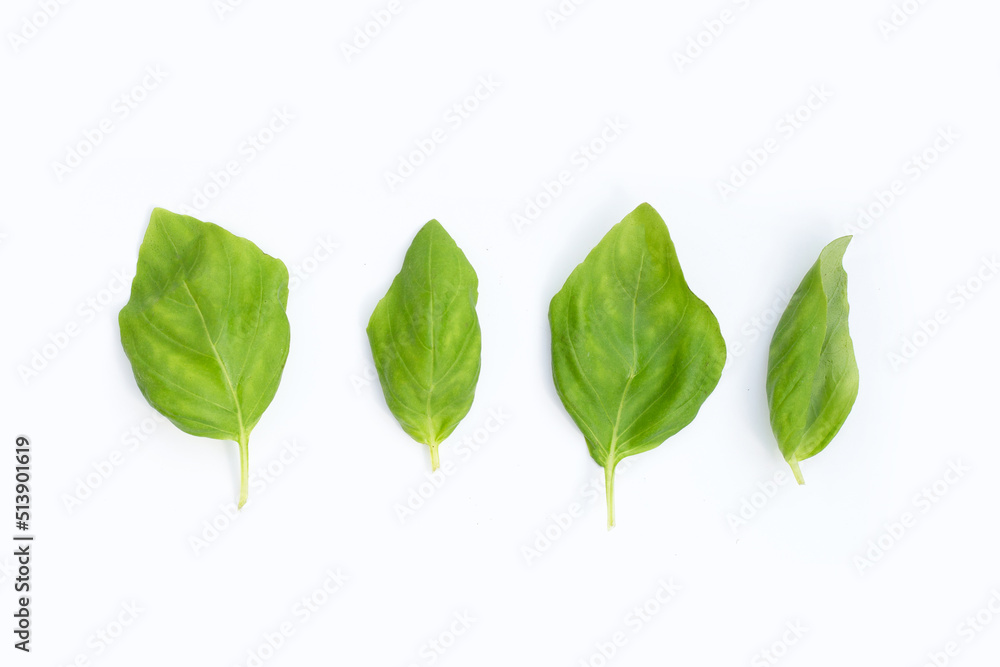 Fototapeta premium Basil leaves on white background.