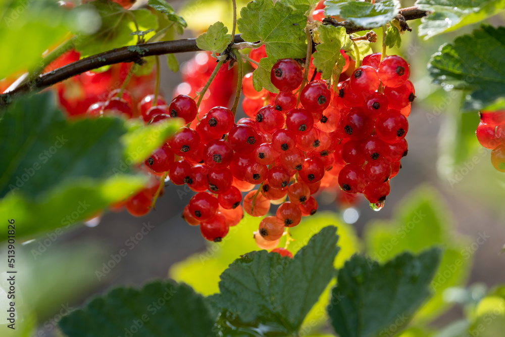 Fototapeta premium Johannisbeeren