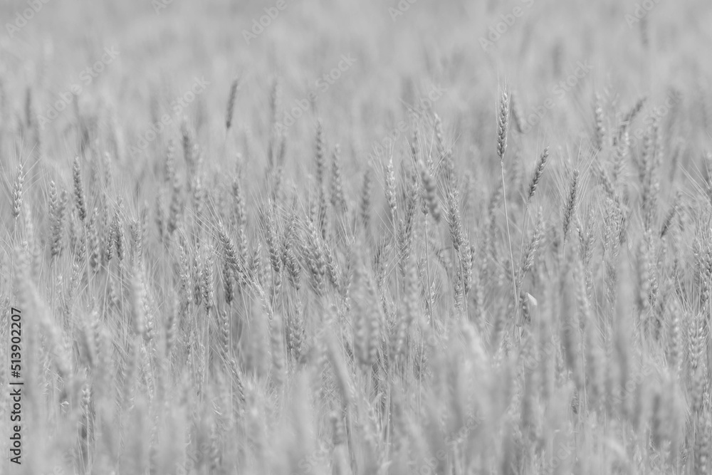 Obraz premium Spikelets of wheat on the field in the afternoon in summer