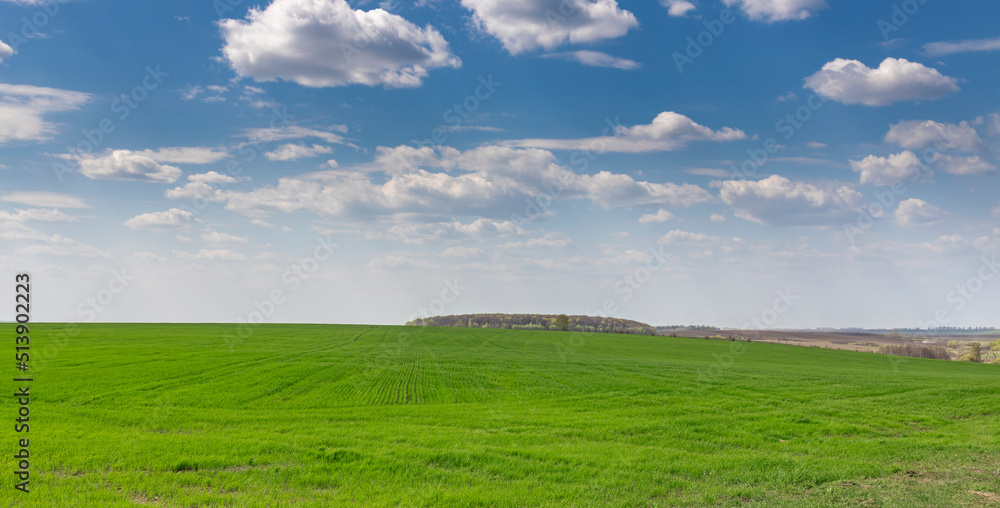 Landscape with a view of the endless green field of grass and deep sky.Beautiful spring rural landscape. A field with friendly shoots of agriculture along the furrows.