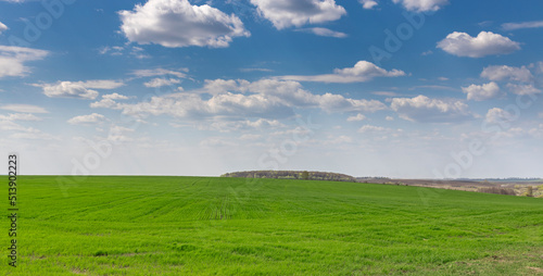 Fototapeta Naklejka Na Ścianę i Meble -  Landscape with a view of the endless green field of grass and deep sky.Beautiful spring rural landscape. A field with friendly shoots of agriculture along the furrows.