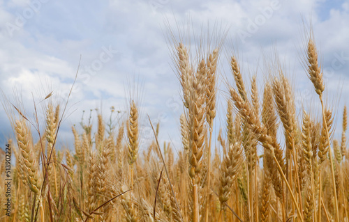 Spikelets of wheat on the field in the afternoon in summer