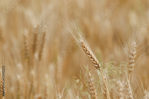 Spikelets of wheat on the field in the afternoon in summer