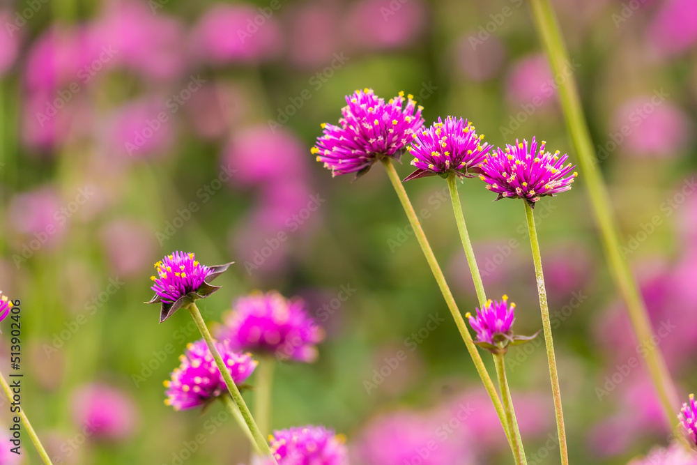 Close-up Of Purple Flowering Plants On Field Close-up Of Purple Flowering Plants On Field