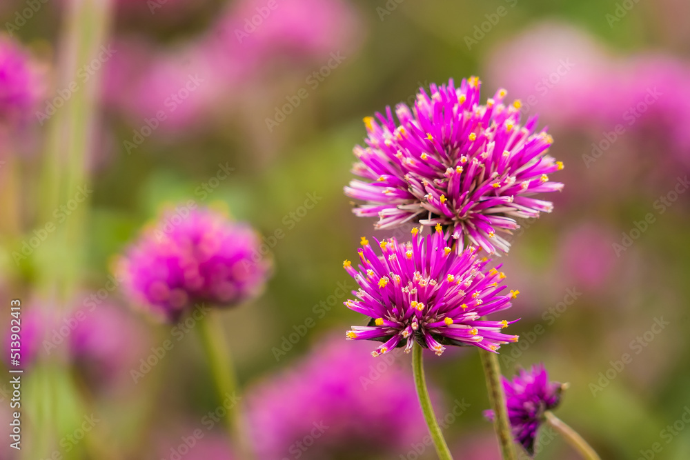 Close-up Of Purple Flowering Plants On Field Close-up Of Purple Flowering Plants On Field