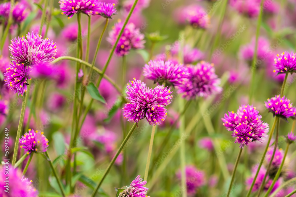 Close-up Of Purple Flowering Plants On Field Close-up Of Purple Flowering Plants On Field