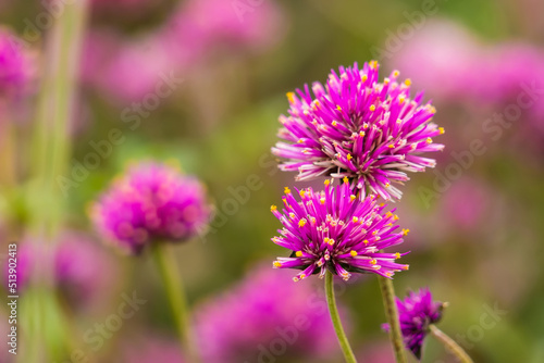 Close-up Of Purple Flowering Plants On Field