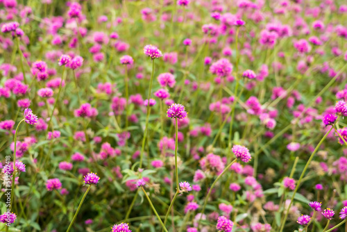 Close-up Of Purple Flowering Plants On Field © bubbers