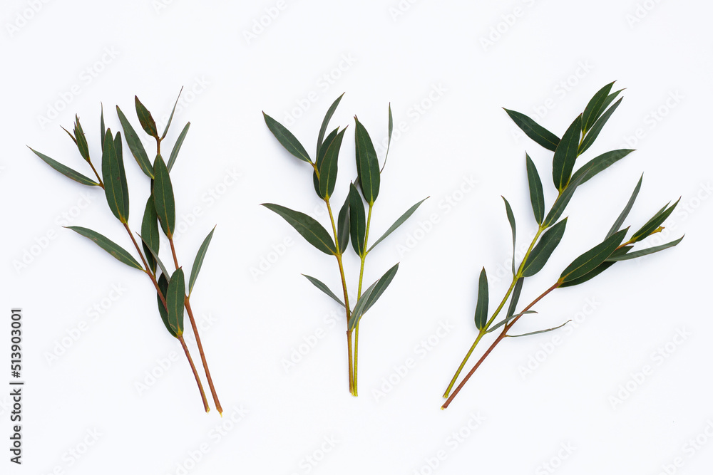 Obraz premium Green leaves of eucalyptus on white